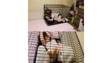 Captured in a cage - Calico cat girl -