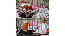 Princess Lione in the cage