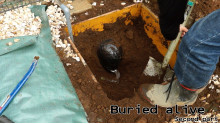 Buried alive -First & Second part SET-