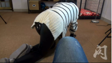 ミャオは犬になる Latex Dog
