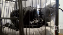 ミャオは犬になる Latex Dog
