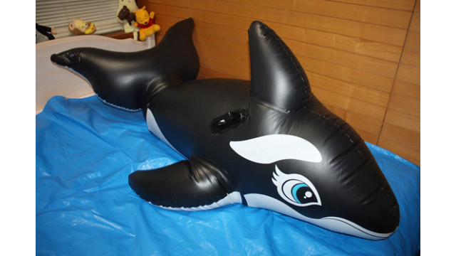 シャチ閉じ込めプレイ
