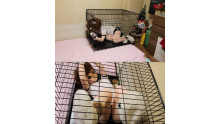 三毛猫娘を閉じ込め
