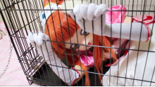 檻で飼われるお姫様
