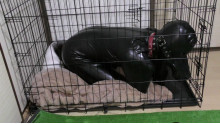 Rubber Dog4 実録！ヒトイヌ生活
