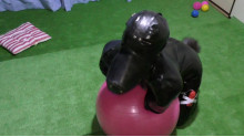 Rubber Dog4 実録！ヒトイヌ生活
