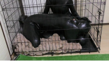 Rubber Dog4 実録！ヒトイヌ生活
