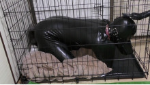Rubber Dog4 実録！ヒトイヌ生活
