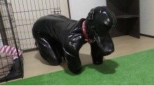 Rubber Dog4 実録！ヒトイヌ生活
